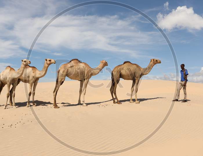 A group of Camels in the Kenya Desert