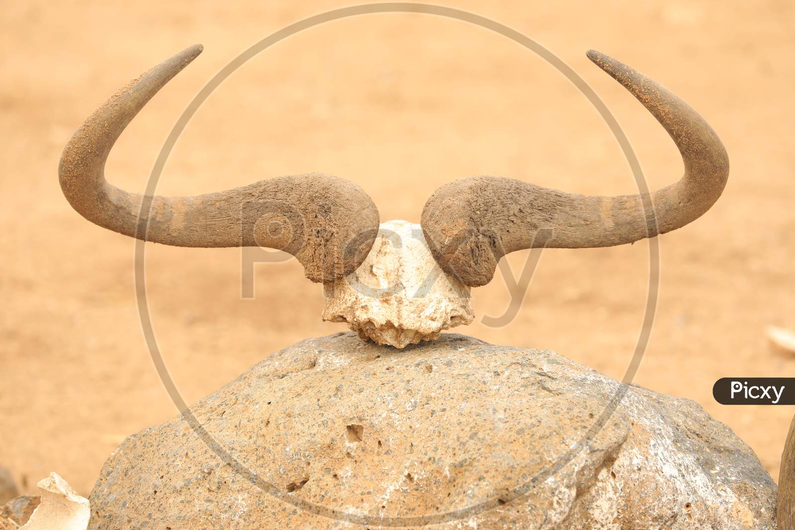 A Bull horns