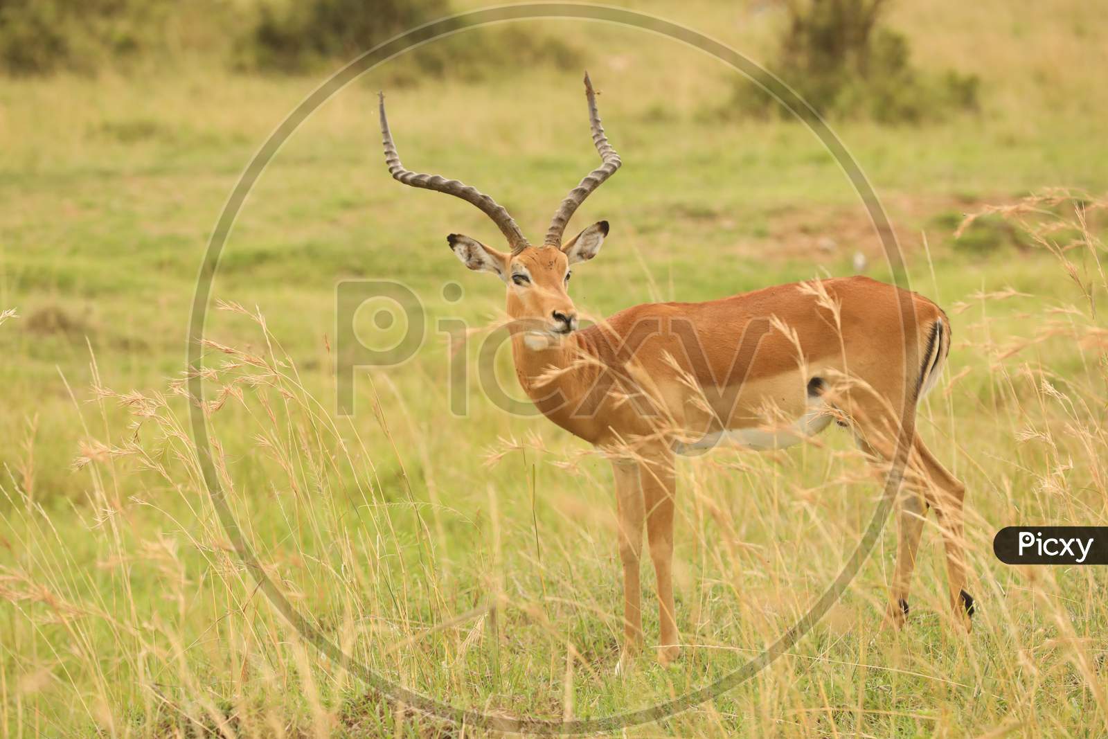 A Kenya Thomson's gazelle