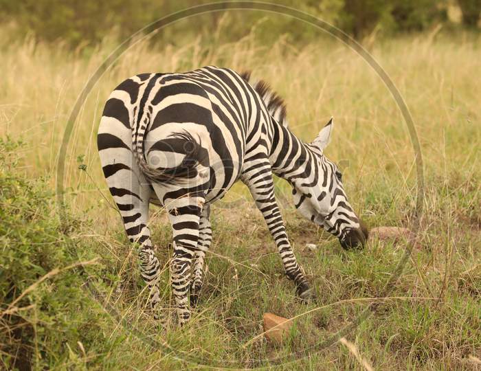 A Quagga Zebra grazing in the Kenya Fields