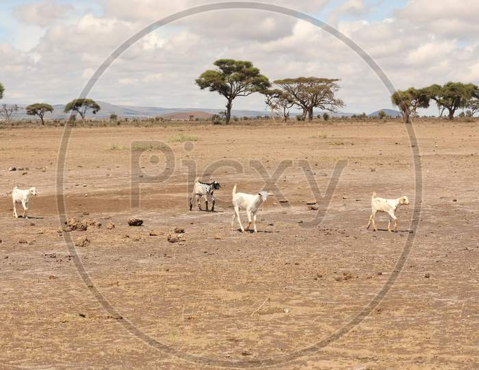 Goats In Masai Mara  National Conservancy , Kenya
