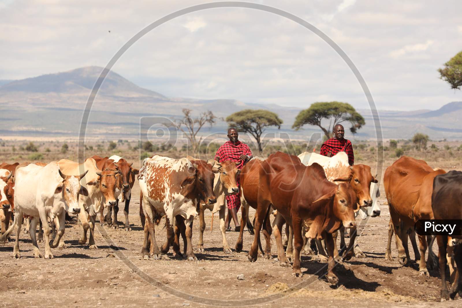 Maasai Tribal People  Taking Cows for Grazing In Masai Mara National Reserve , Kenya