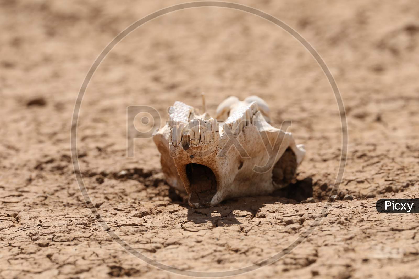 A Skull in Kenya