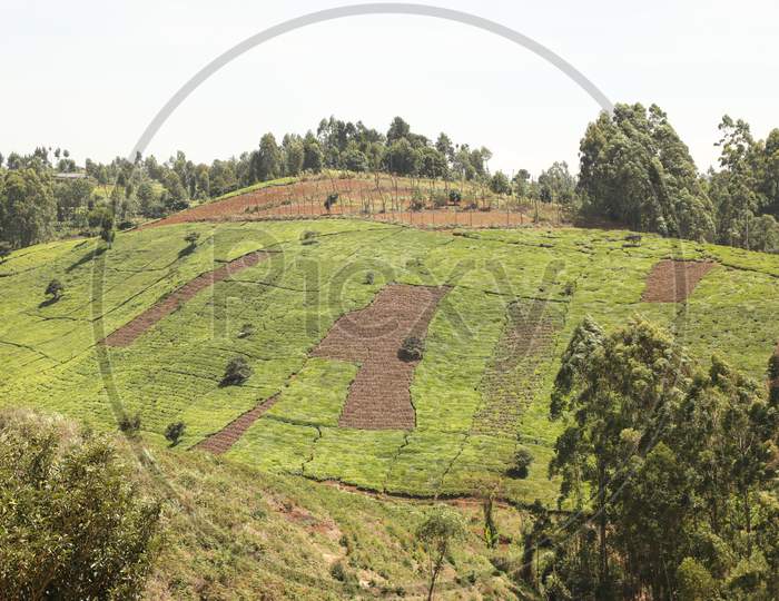 Aerial View of Kenya Tea Plantations
