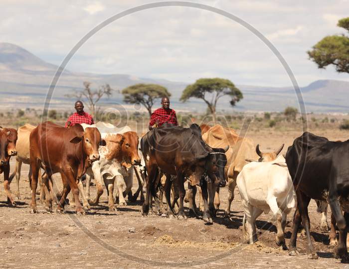 Maasai Tribal People  Taking Cows for Grazing In Masai Mara National Reserve , Kenya