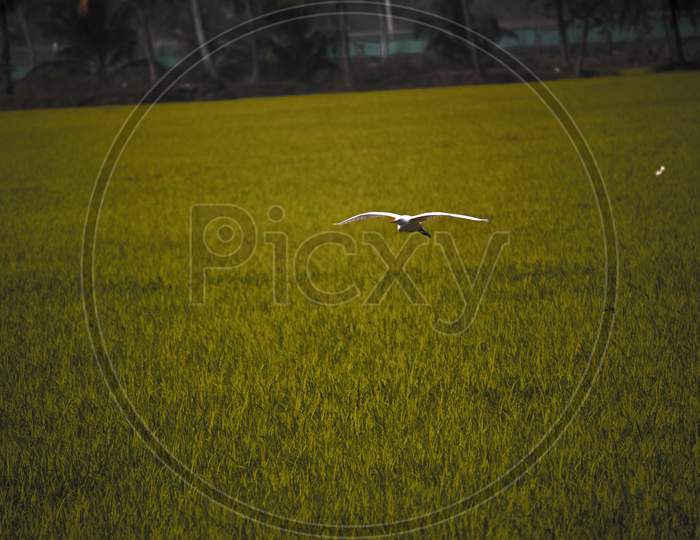 Indian Crane Bird At Green Paddy Fields