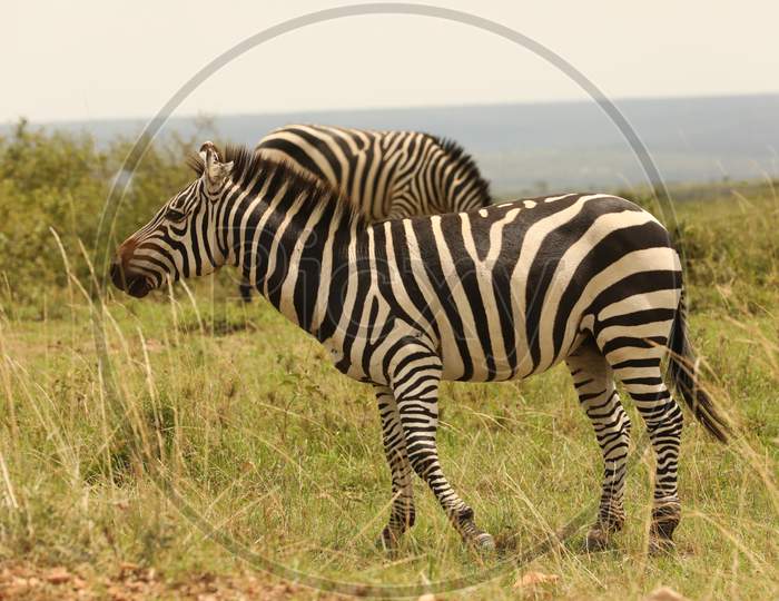 A Close up of Quagga Zebra
