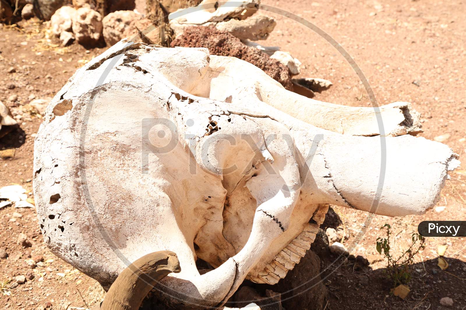 Skeleton  Of an  Died Wild Buffalo in Masai Mara National Reserve,Kenya