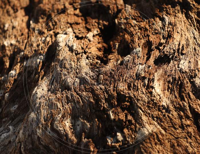 Texture of a wood plant of Kenya