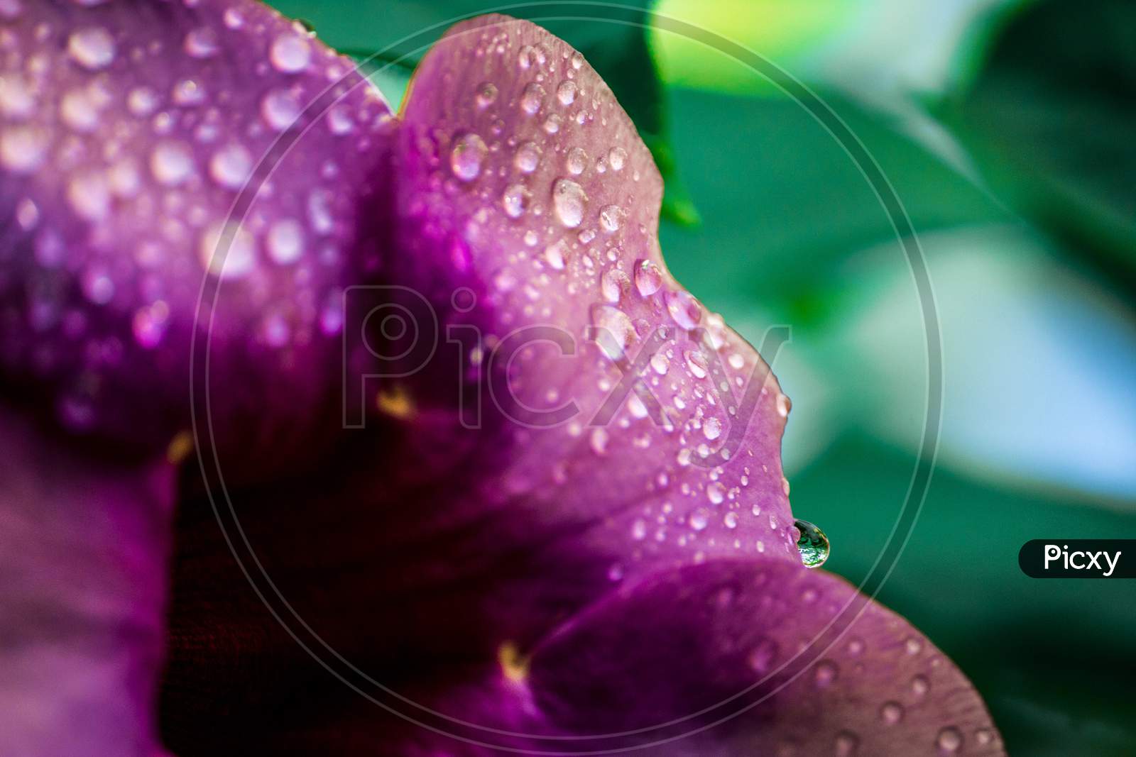 Pink Blooming Flower On Plant Closeup With Water Droplets