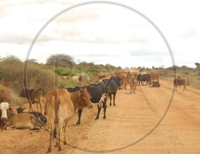 Cows in Kenya