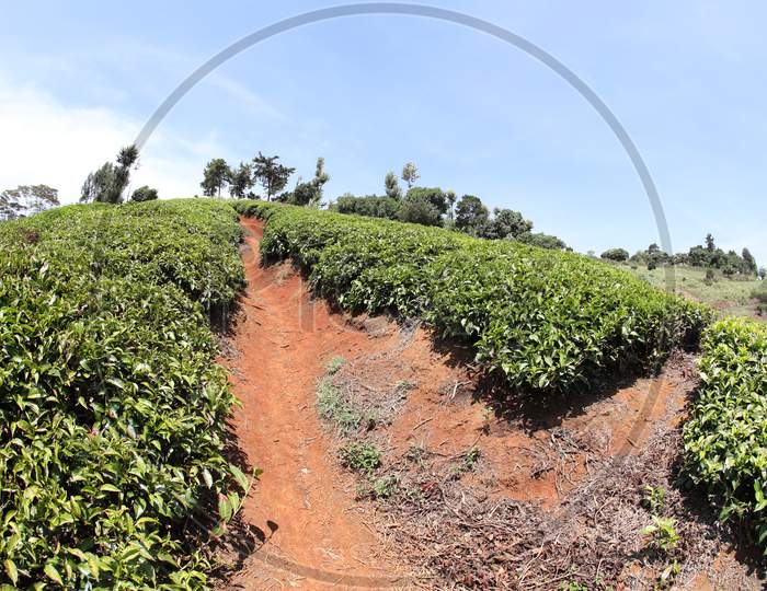 Tea Plantations of Kenya