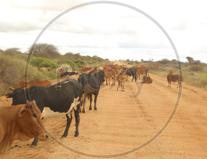 Kenya cows blocking the road