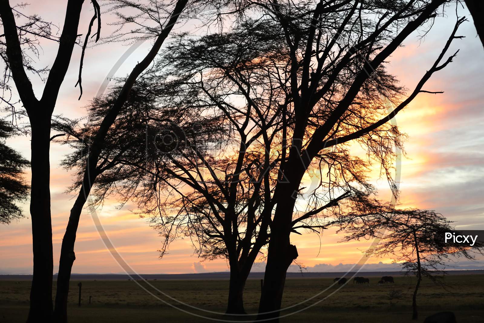 Silhouette of tree during sunset in Kenya