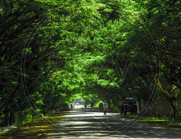 Canopy Of Green Tree Branches Over Rural Village Roads
