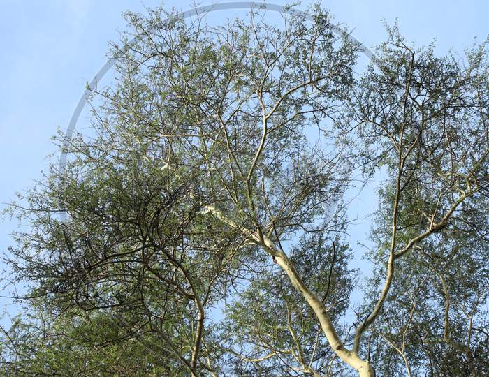 Birch trees of Kenya