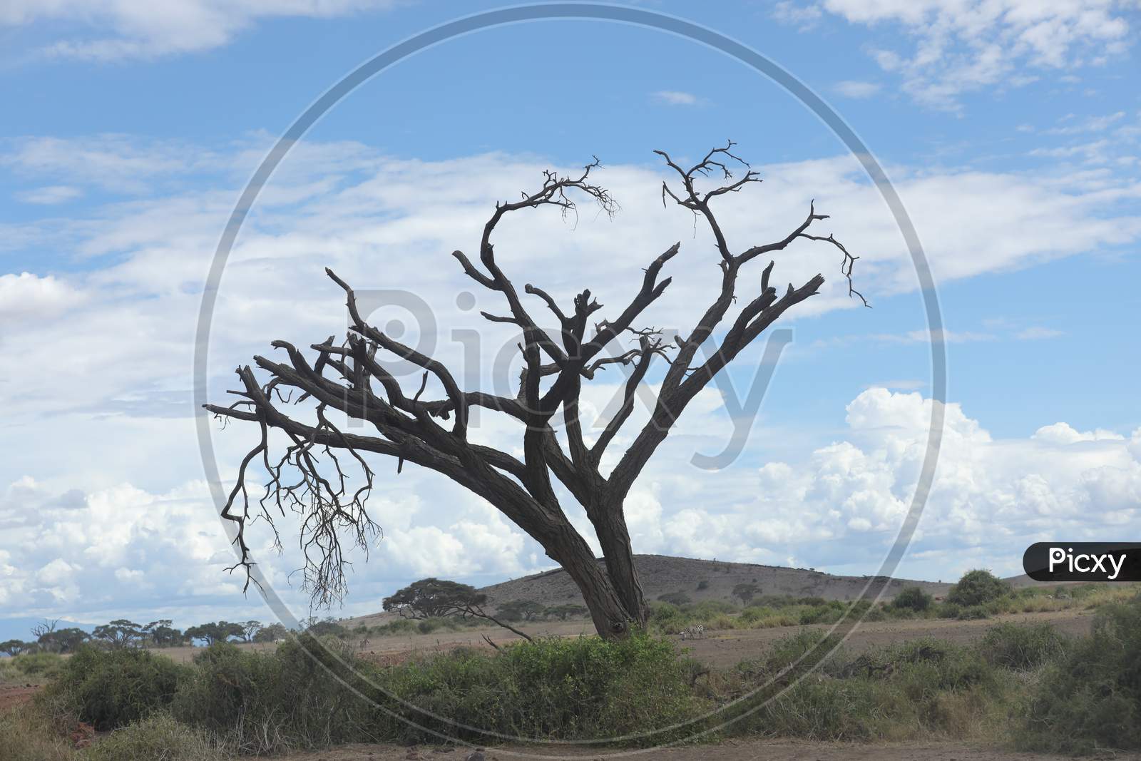 A Dried tree in the empty land of Kenya