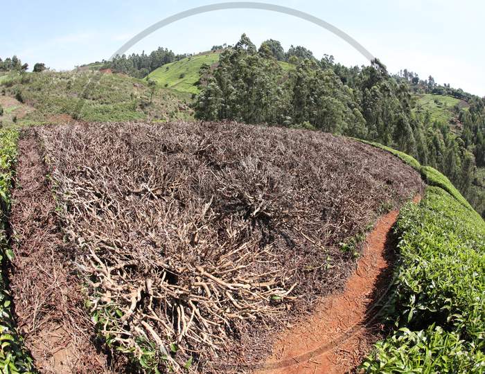 Roots of plantations of kenya