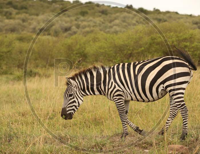 Side view of the Quagga Zebra