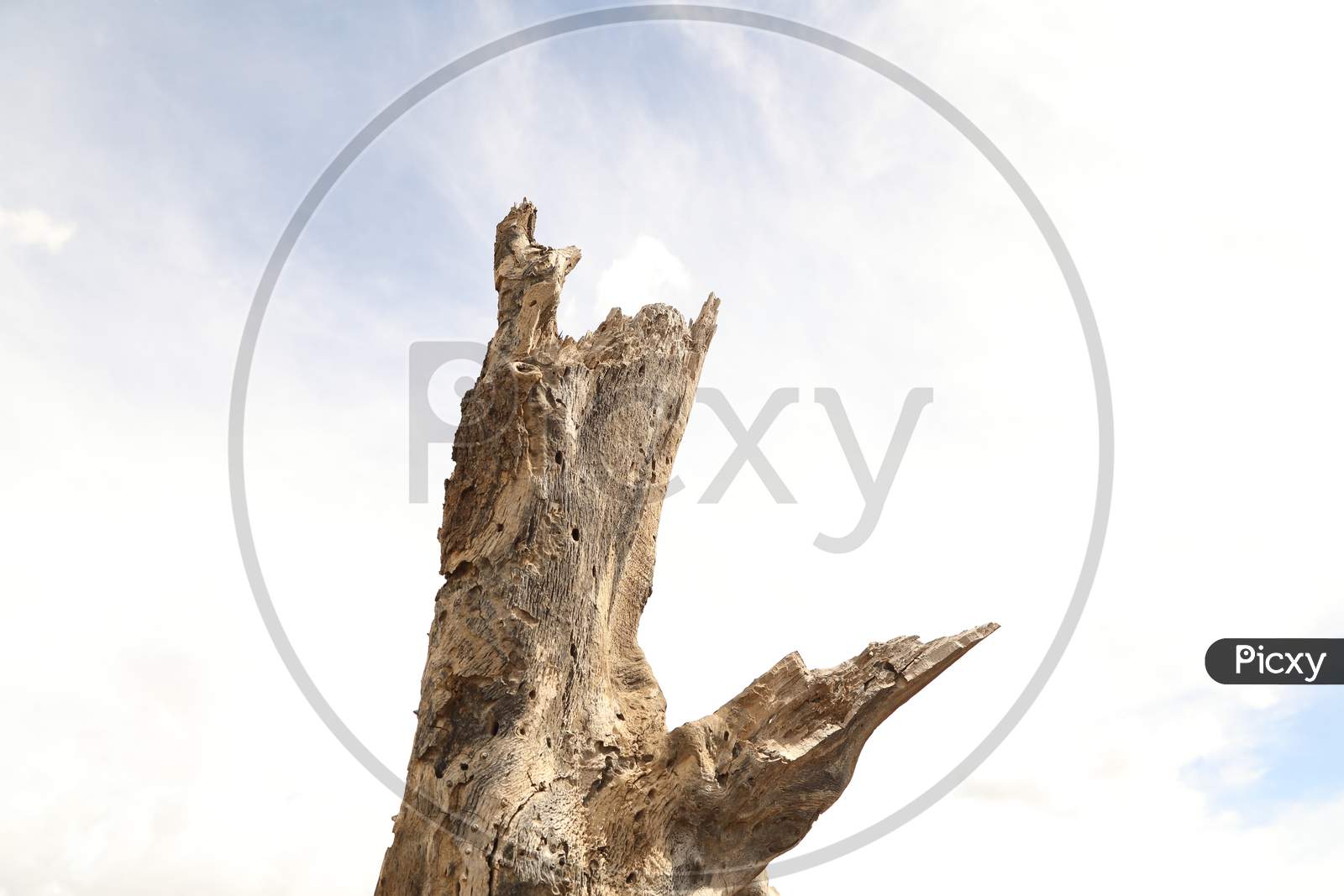 View of driftwood with clear sky