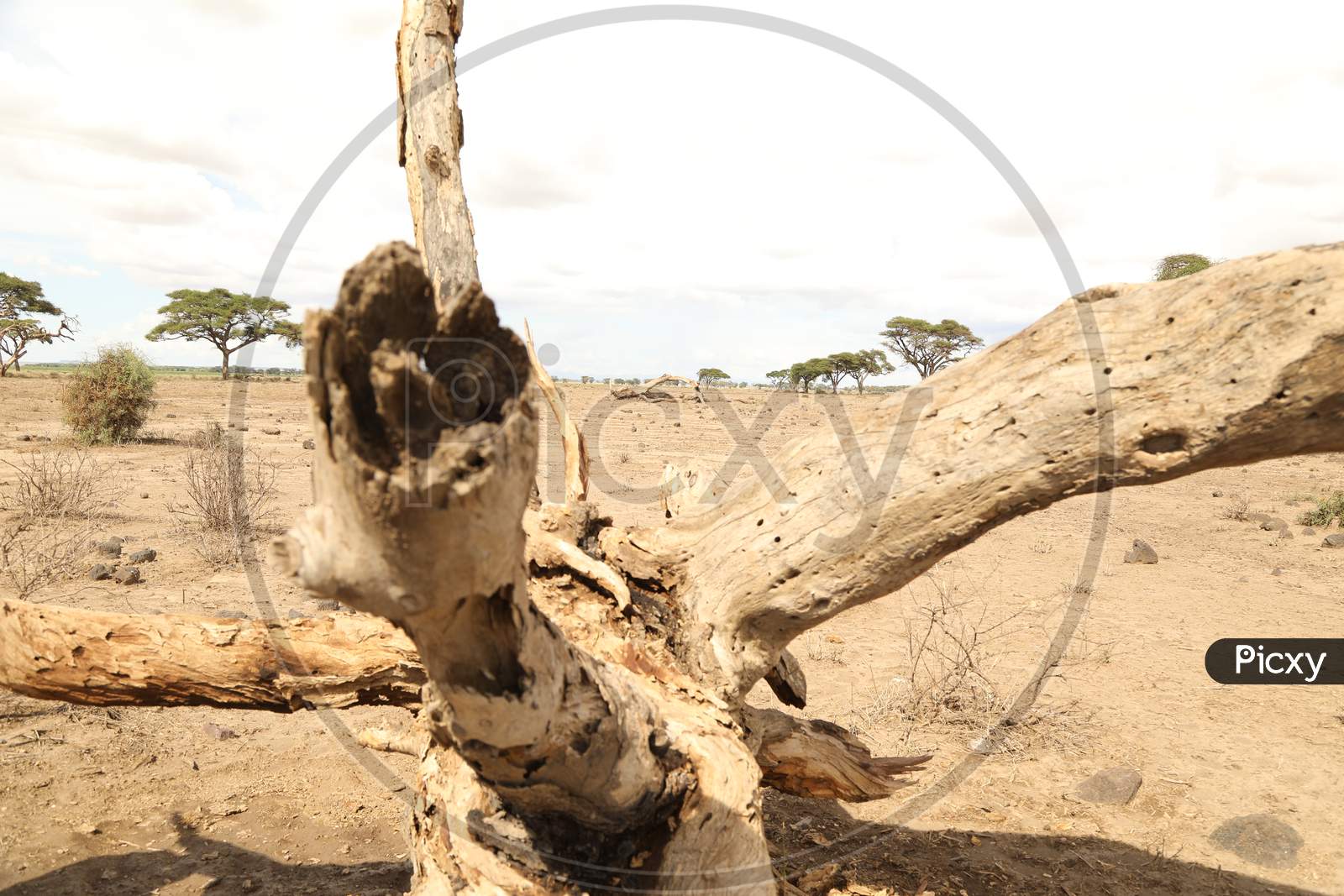 A Driftwood in Kenya