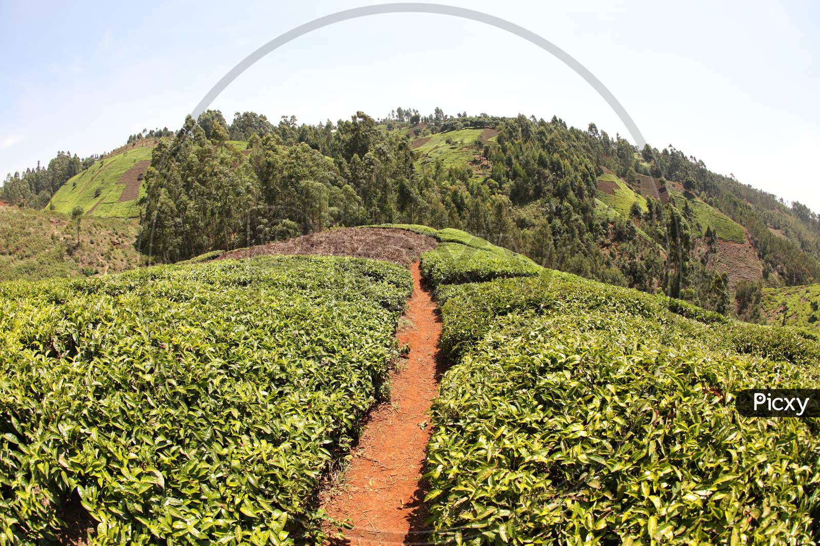 Pathway of Tea Plantations of Kericho