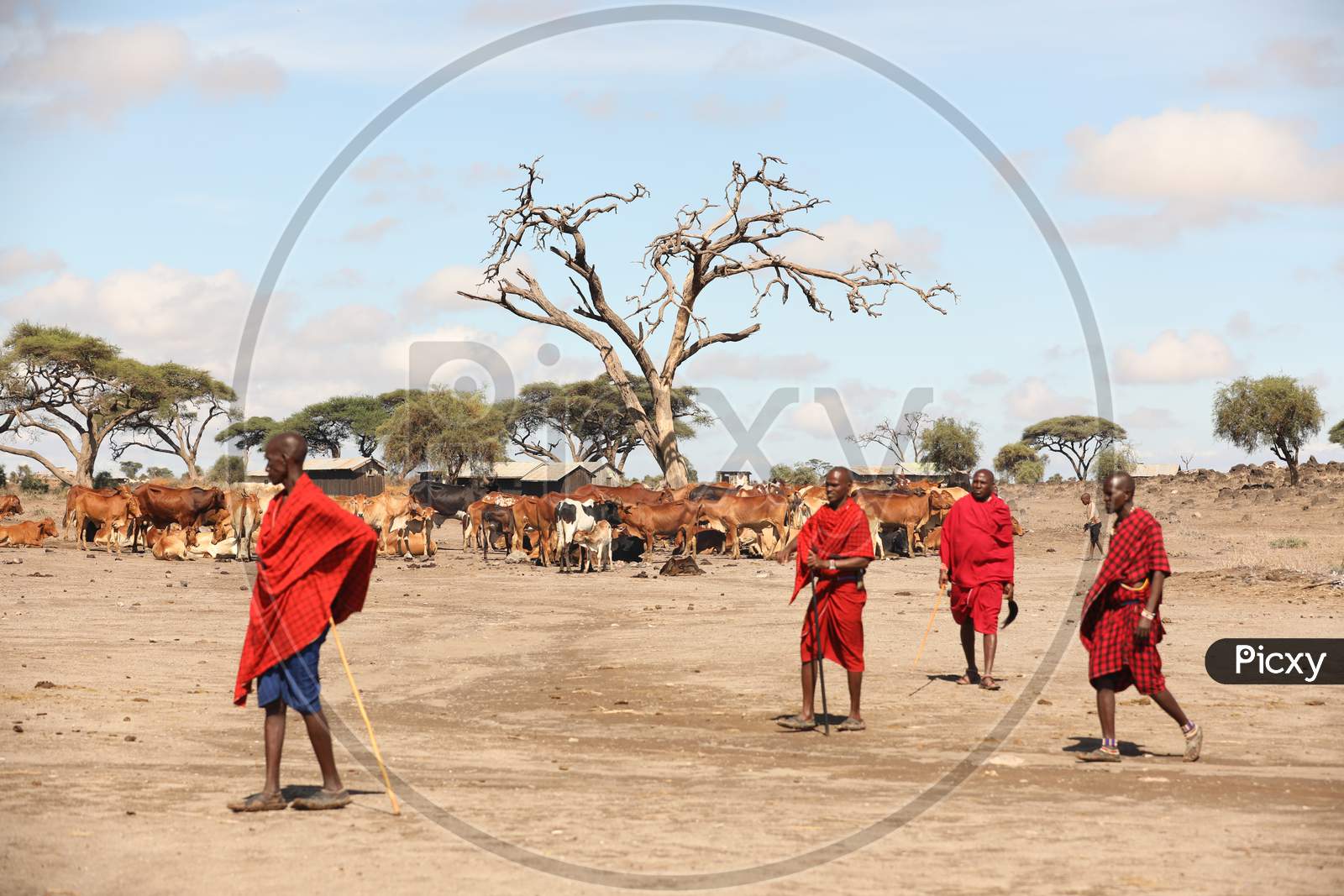 Maasai Tribal People Taking Cows For Grazing   In Masai Mara National Conservancy , Kenya