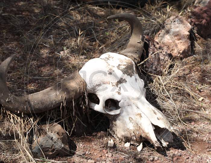 Skull Of an  Died Wild Buffalo in Masai Mara National Reserve,Kenya