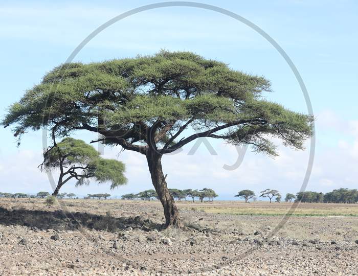 A Lone Tree in Masai Mara National Reserve, Kenya