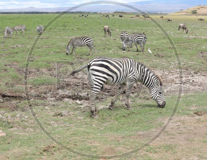 A herd of Kenya Zebras grazing