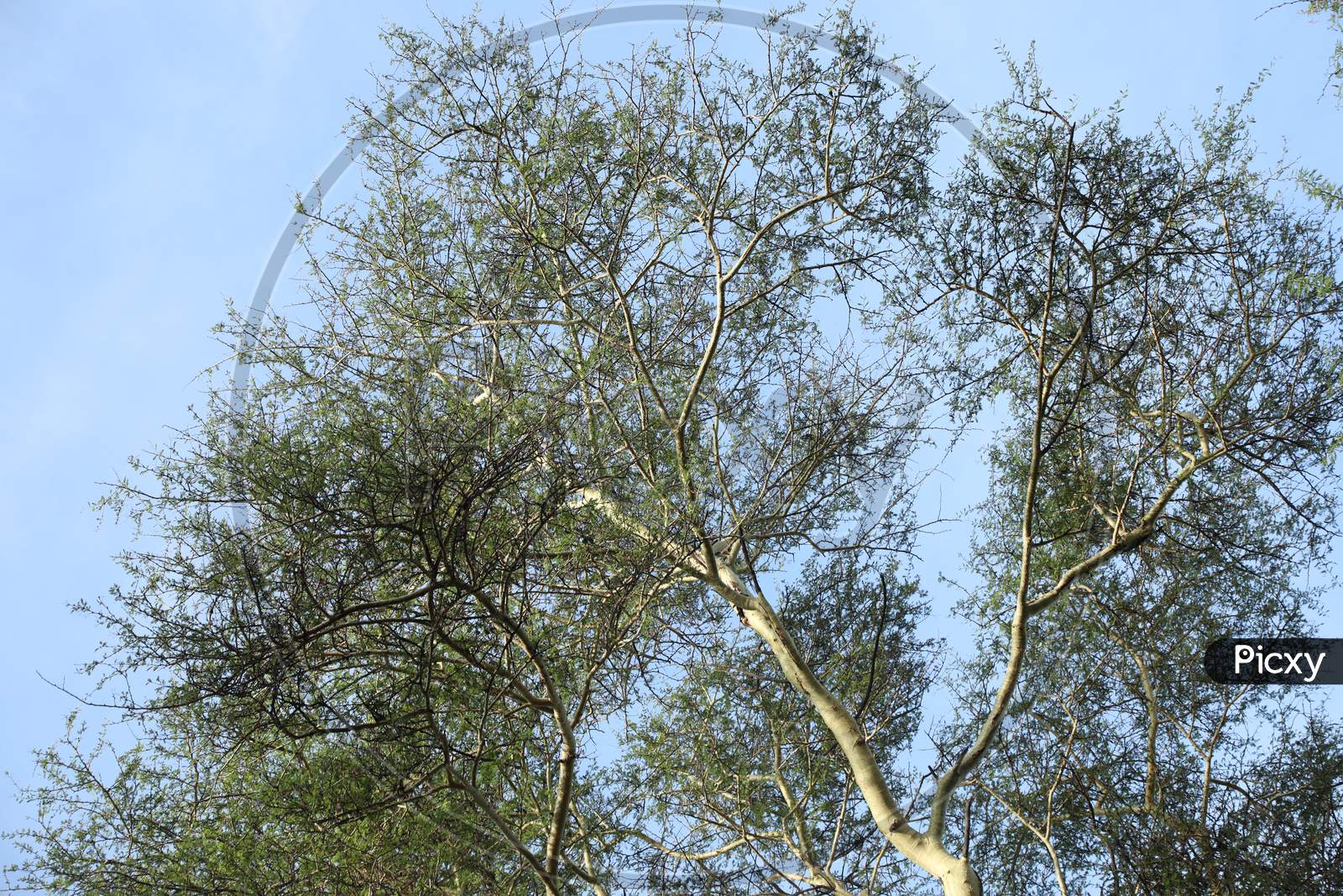 Birch trees of Kenya
