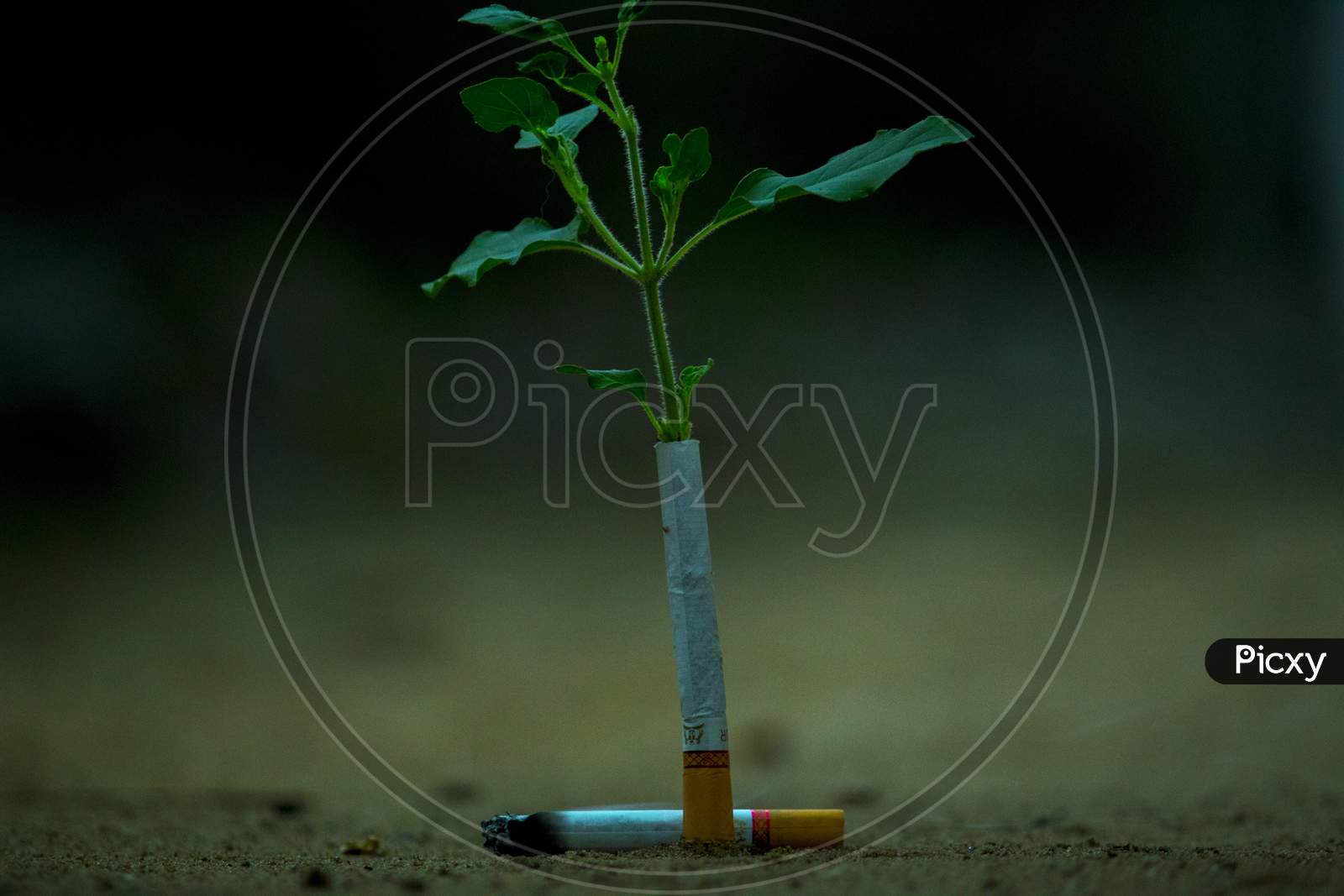 Plant Sapling In a Cigarette With Anti Smoking Awareness Message