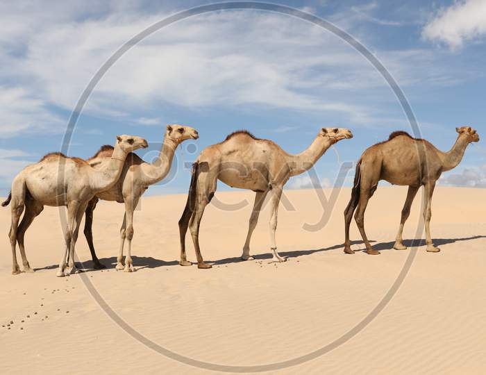 Landscape of Camels in Dunes of Kenya