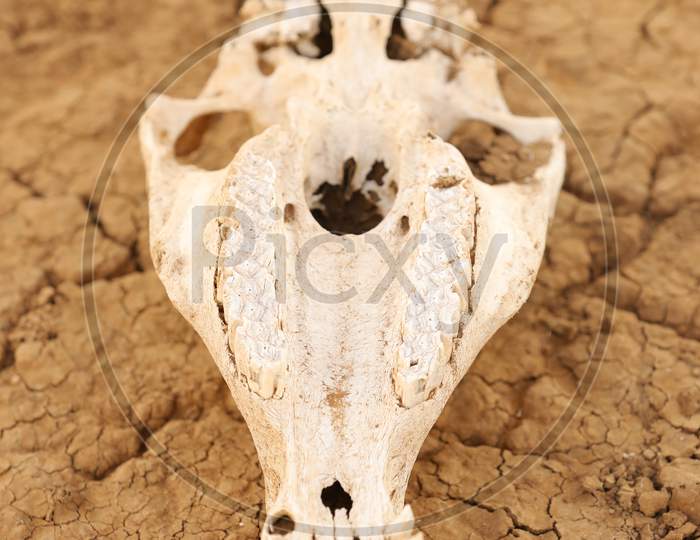 Skull Of an Died Wild Goat In Masai Mara National Reserve, Kenya