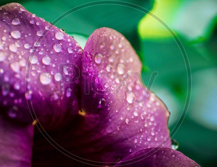 Pink Blooming Flower On Plant Closeup With Water Droplets