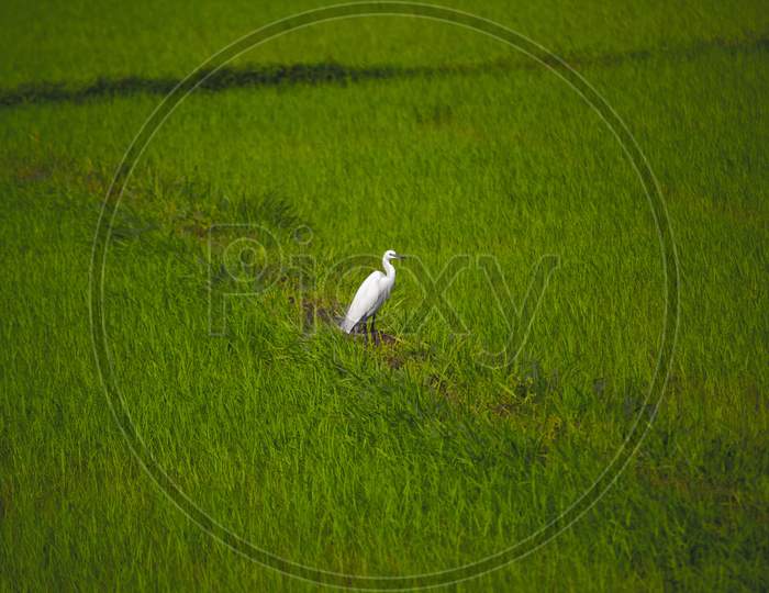 Indian Crane Bird At Green Paddy Fields