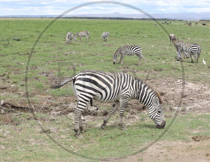 Kenya Zebras in the wildlife