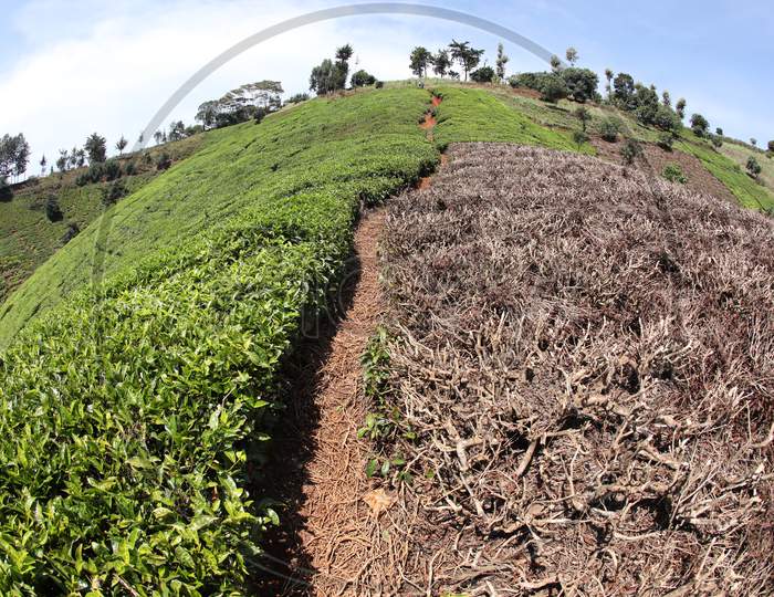 Kenya Tea Plantations View