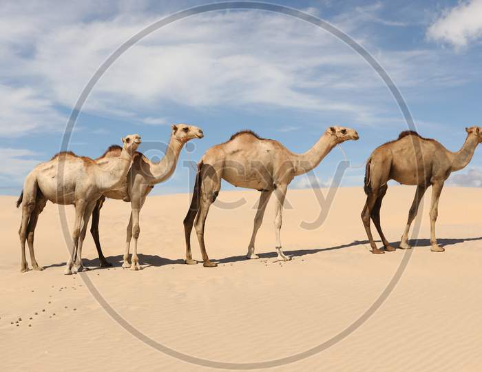 A Group of camels in with blue sky in Kenya