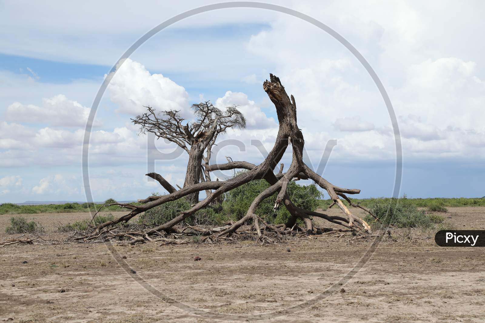 Dried  Tree Stem In Masai Mara National Reserve , Kenya