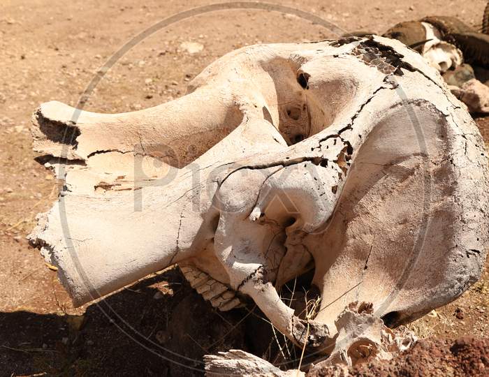 Skeleton  Of an  Died Wild Buffalo in Masai Mara National Reserve,Kenya