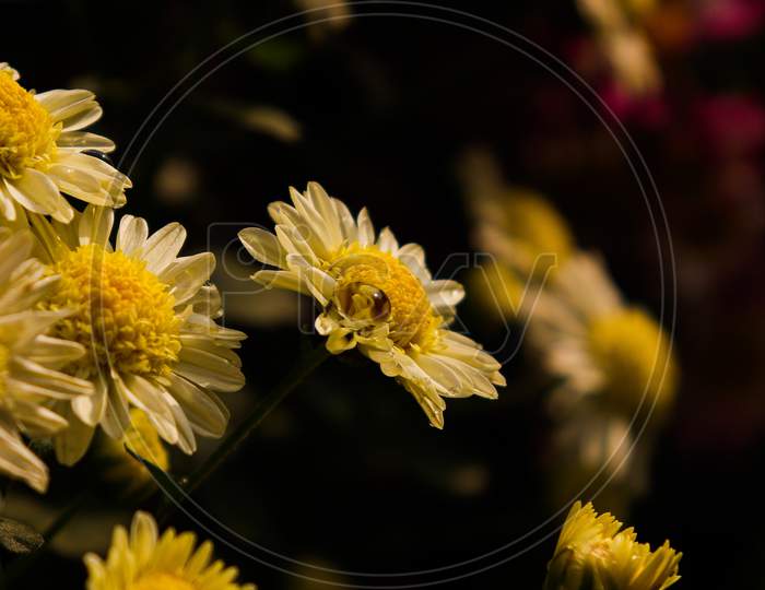 Chrysanths flower