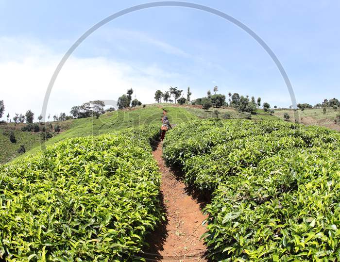 Pathway along the tea plantations of Kenya