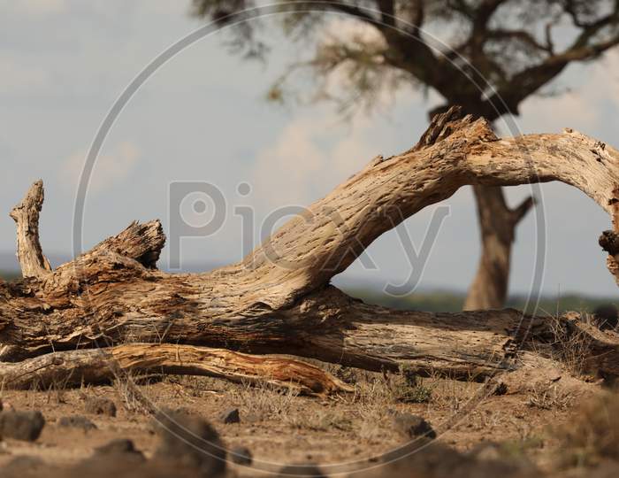 A Dried Wooden Tree Log In Masai Mara , kenya