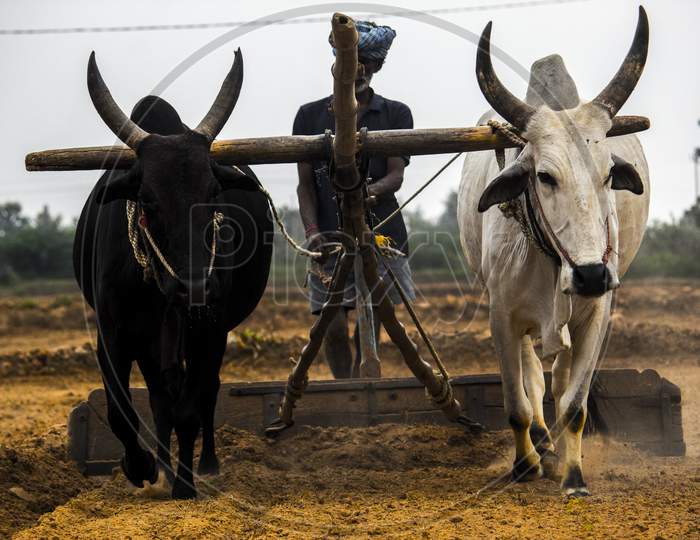 Farmer Ploughing Agricultural Lands With Bullocks In Rural Villages
