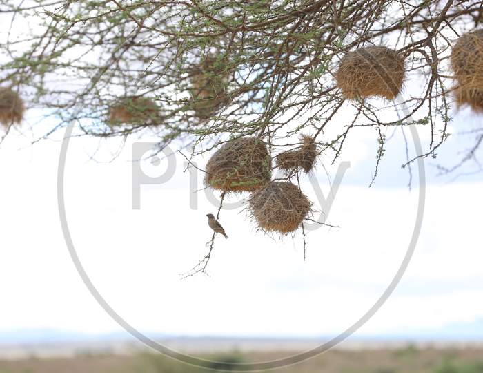 View of bird nests in Kenya