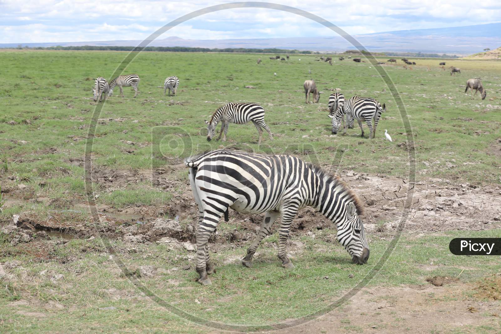 A herd of Zebras grazing