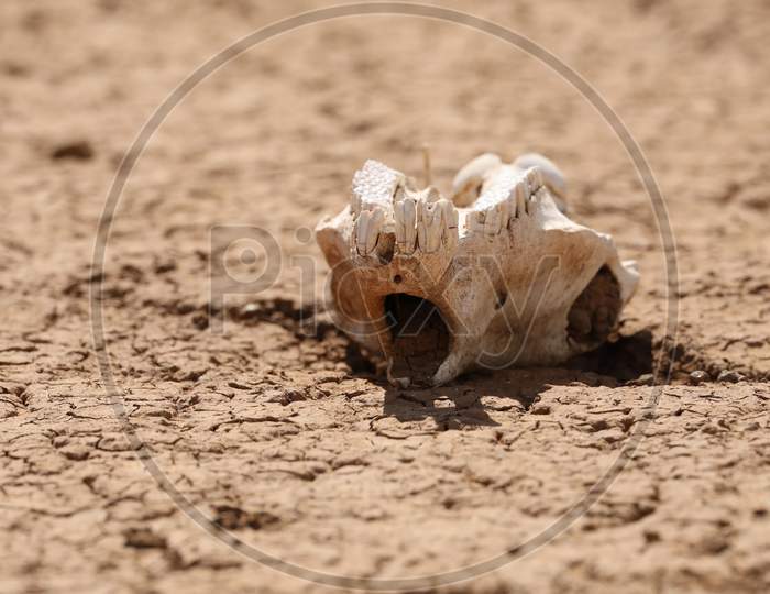 An Animal Skull in Kenya