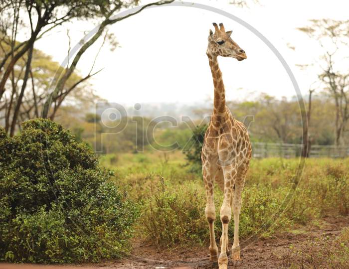 A Giraffe in Kenya