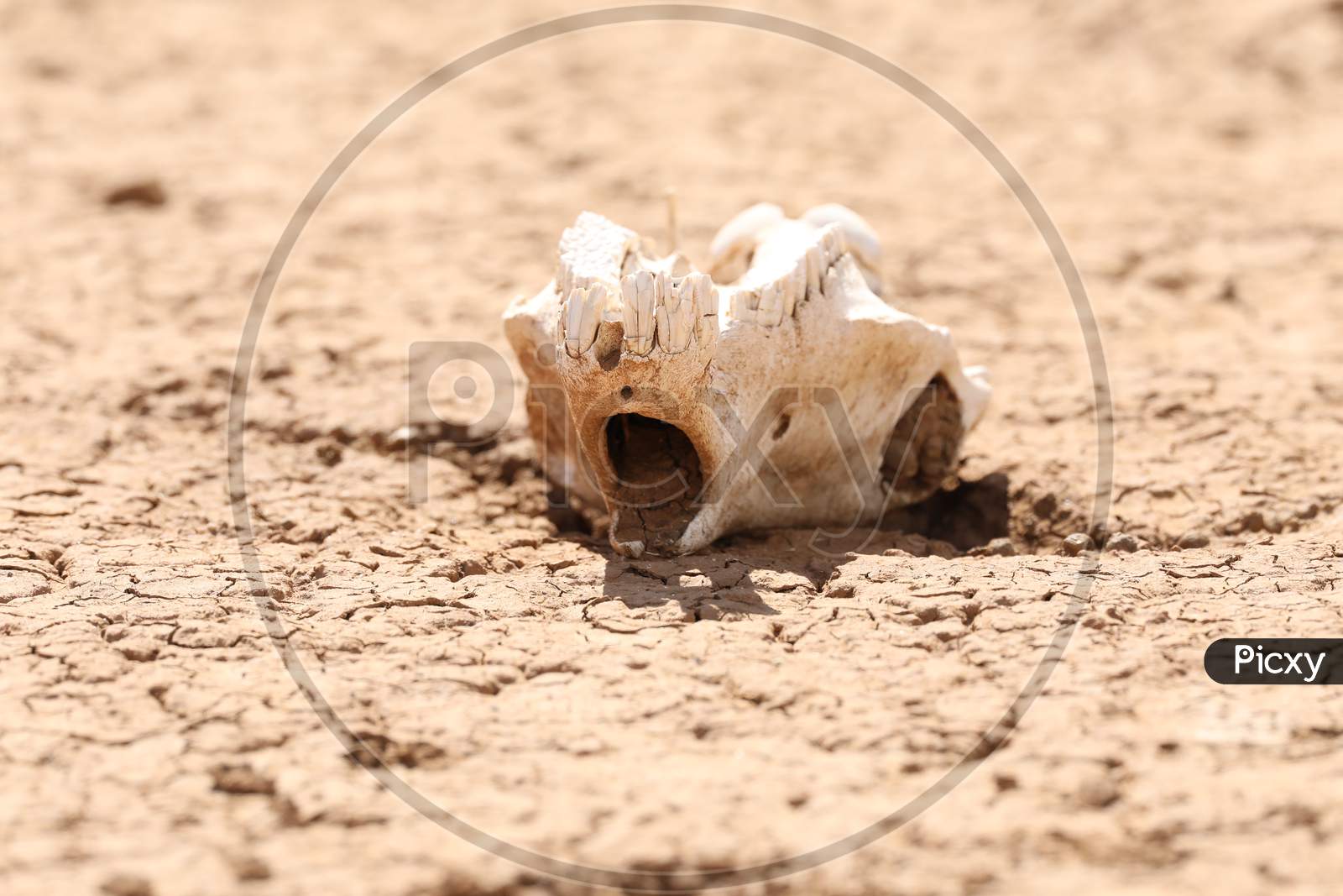 Animal skull on the muddy land